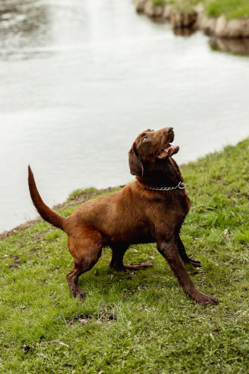 Platte River Kennels - Sadie